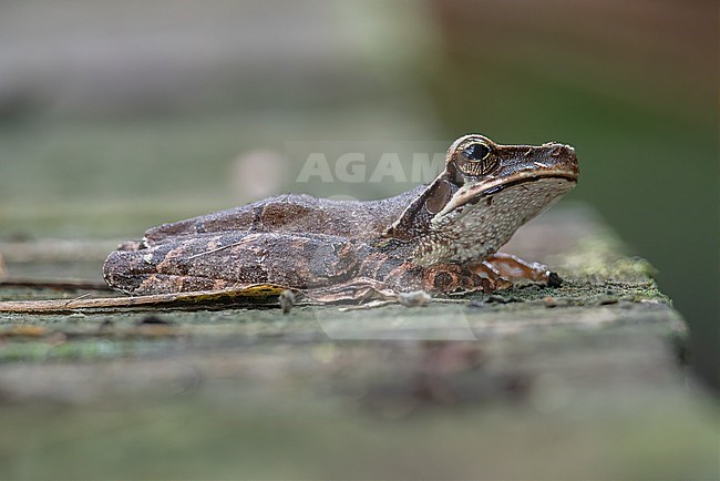 Osteocephalus planiceps, a species of tree frog, at Puerto Nariño, Amazonas, Colombia. stock-image by Agami/Tom Friedel,