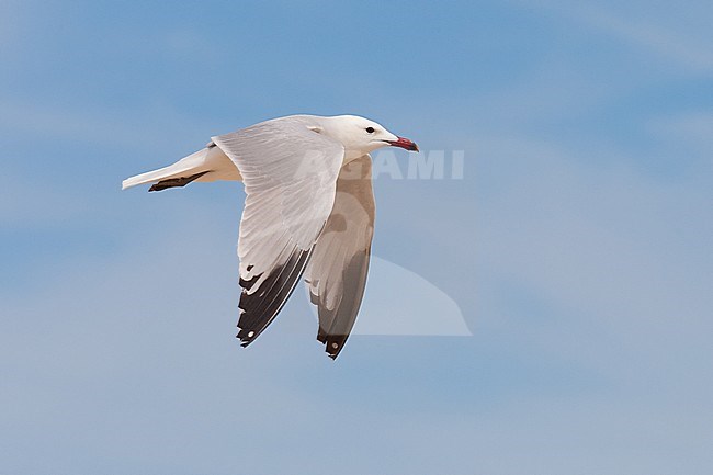  stock-image by Agami/Arnold Meijer,