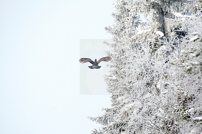 Male Western Capercaillie (Tetrao urogallus) during a cold winter in Northern Finland. Flying away along a frost covered forest edge. stock-image by Agami/Marc Guyt,