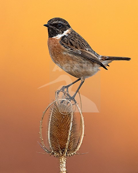 Wintering male European Stonechat (Saxicola rubicola) in Italy. Perched on top of a small flower against a colorful orange background. stock-image by Agami/Daniele Occhiato,