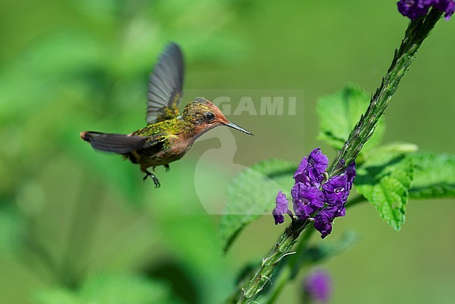  stock-image by Agami/Jacob Garvelink,