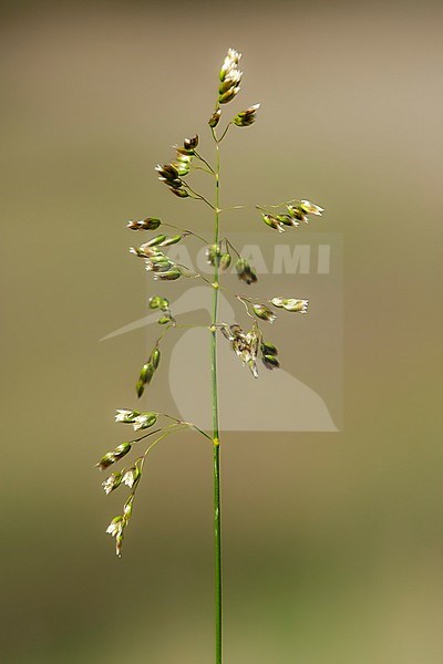 Holy-grass, Anthoxanthum nitens stock-image by Agami/Wil Leurs,