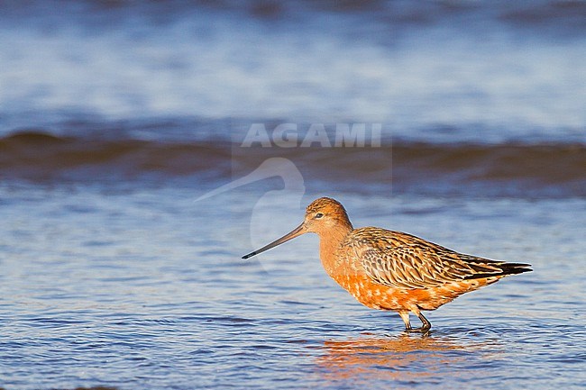 Rosse Grutto, Bar-tailed Godwit, Limosa lapponica males and female stopover during spring migration stock-image by Agami/Menno van Duijn,