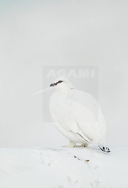 Mannetje Alpensneeuwhoen in de sneeuw; Male Rock Ptarmigan in the snow stock-image by Agami/Danny Green,