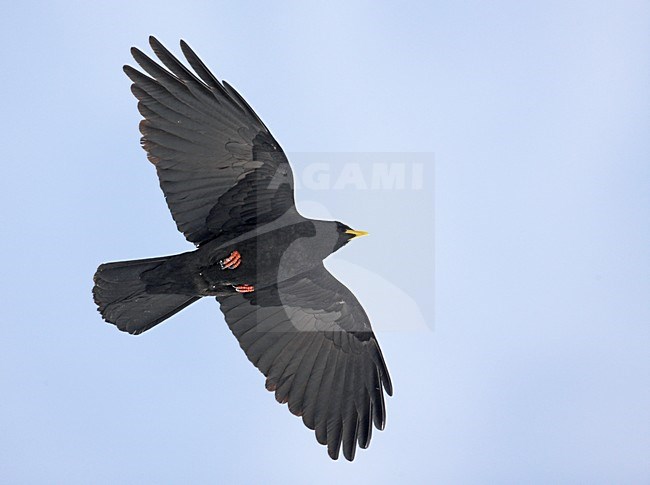 Alpenkauw in de vlucht; Alpine Chough in flight stock-image by Agami/Markus Varesvuo,