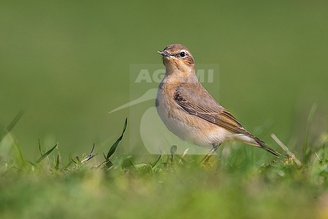 Vrouwtje Tapuit, Female Northern Wheatear stock-image by Agami/Daniele Occhiato,