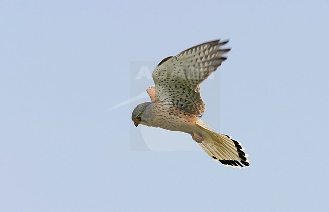 Biddende Torenvalk; Hovering Common Kestrel stock-image by Agami/Reint Jakob Schut,