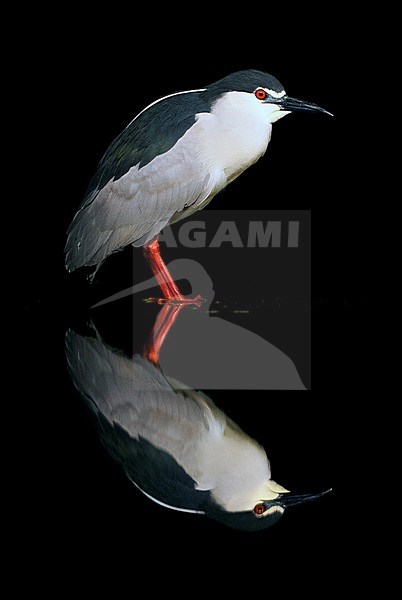 Black-crowned Night Heron (Nycticorax nycticorax) standing in shallow water during the night in Hungary. stock-image by Agami/Marc Guyt,