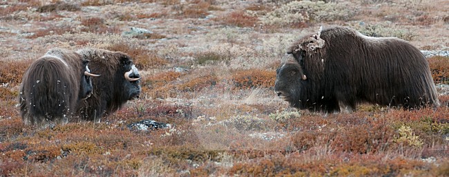 Muskusos op toendra; Muskox in tundra stock-image by Agami/Han Bouwmeester,