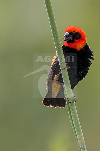 Black-winged red bishop (Euplectes hordeaceus) male in Tanzania. stock-image by Agami/Dubi Shapiro,