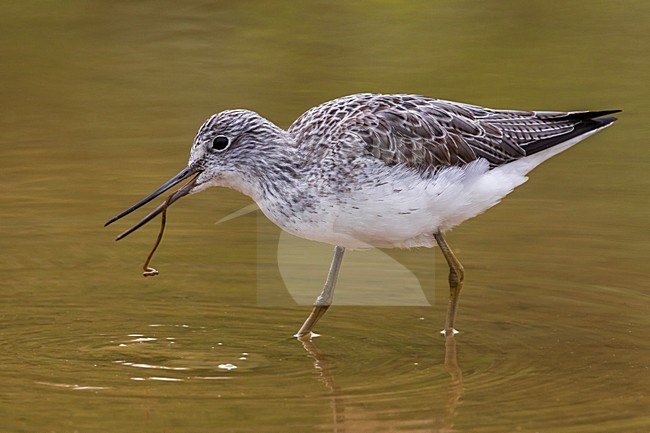Foeragerende Groenpootruiter, Common Greenshank foraging stock-image by Agami/Daniele Occhiato,