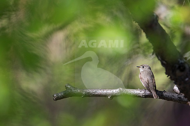 Asian Brown Flycatcher (Muscicapa dauurica ssp. dauurica), Russia, adult stock-image by Agami/Ralph Martin,