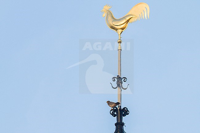Peregrine Falcon, Falco peregrinus, adult male, perched on church tower with golden rooster in top stock-image by Agami/Menno van Duijn,