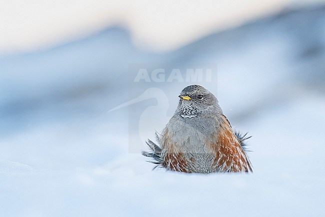 Alpine Accentor (Prunella collaris) sitting in a snow coverd moutain landscape in the swiss alps. stock-image by Agami/Marcel Burkhardt,