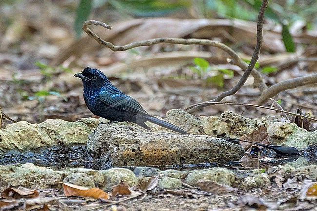 Greater Racket-tailed Drongo, Dicrurus paradiseus, in Vietnam. stock-image by Agami/Pete Morris,