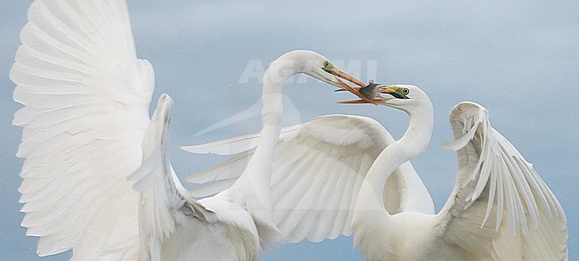 Vechtende Grote Zilverreigers; Fighting Great Egrets stock-image by Agami/Markus Varesvuo,