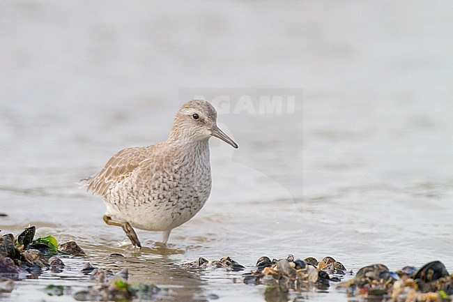 Red Knot, Calidris canutus first winter foraging on mussles on rocks at pier. Bird wading in water, frontal. stock-image by Agami/Menno van Duijn,