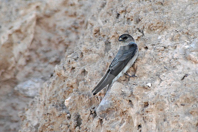 First winter Brown-throated Martin (Riparia paludicola mauritanica) perched against a wall. stock-image by Agami/Arnoud B van den Berg ,