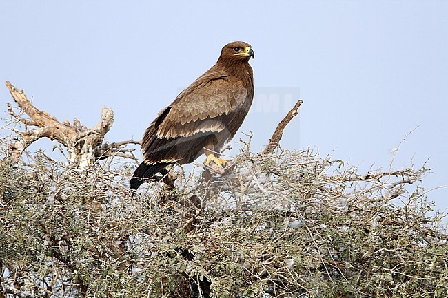 Steppe Eagle (Aquila nipalensis) juvenile perched in a tree stock-image by Agami/James Eaton,