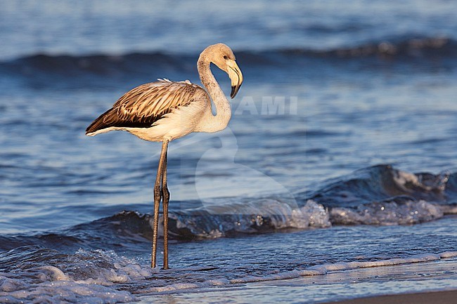 Greater Flamingo (Phoenicopterus roseus), side view of a juvenile standing on the shore, Campania, Italy stock-image by Agami/Saverio Gatto,