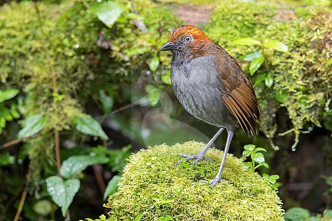 Chestnut-naped Antpitta (Grallaria nuchalis ruficeps) at Jardin, Antioquia, Colombia. stock-image by Agami/Tom Friedel,