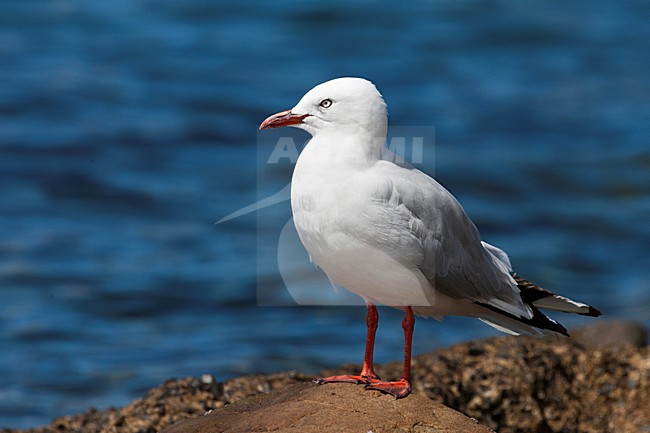 Roodsnavelmeeuw; Red-billed Gull; Chroicocephalus scopulinus stock-image by Agami/Martijn Verdoes,