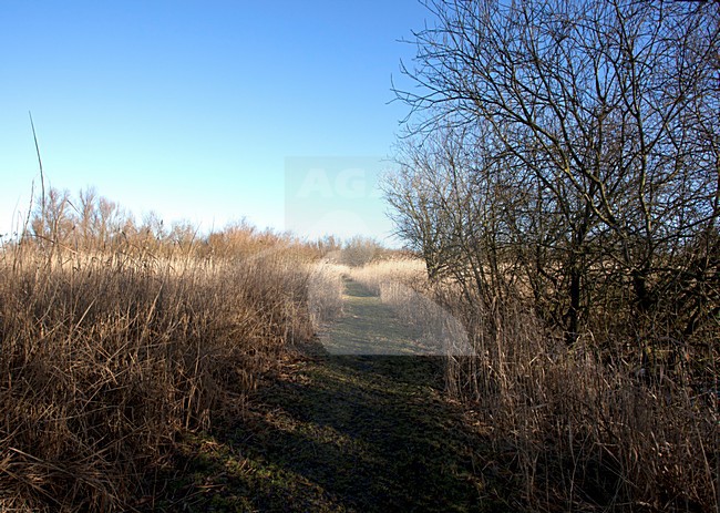 Oostvaardersplassen stock-image by Agami/Roy de Haas,