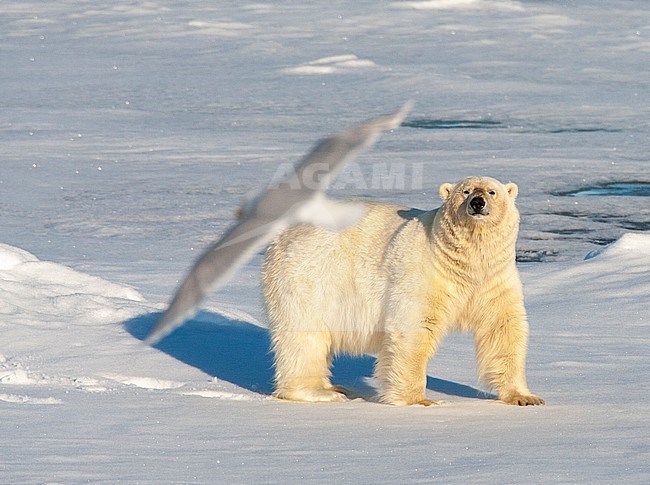 Male Polar Bear (Ursus maritimus) walking over the  drift ice north of Svalbard, arctic Norway. Looking at a Glaucous Gull passing by. stock-image by Agami/Marc Guyt,