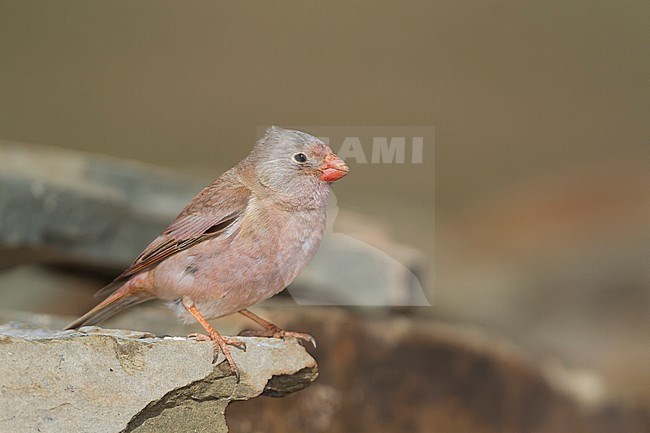 Trumpeter Finch - WÃ¼stengimpel - Bucanetes githagineus ssp. zedlitzi, Morocco stock-image by Agami/Ralph Martin,