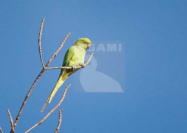 Halsbandparkiet; Rose-ringed Parakeet stock-image by Agami/Roy de Haas,