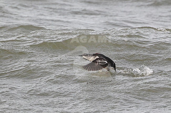 Wintering immature Black Guillemot (Cepphus grylle) in the Netherlands. stock-image by Agami/Kris de Rouck,