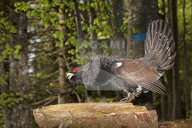 Capercaillie; Auerhoen stock-image by Agami/Alain Ghignone,