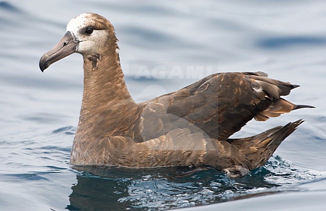 Zwartvoetalbatros; Black-footed Albatross stock-image by Agami/Marc Guyt,