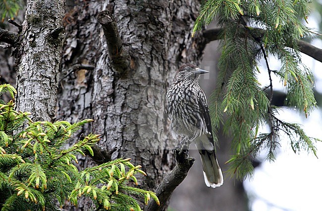 Large-spotted Nutcracker (Nucifraga multipunctata), also known as Kashmir Nutcracker, in the western Himalayas. Until recently, it was considered a subspecies. stock-image by Agami/James Eaton,