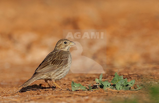 Corn Bunting (Emberiza calandra) on the steppes of Belchite, Spain. stock-image by Agami/Marc Guyt,