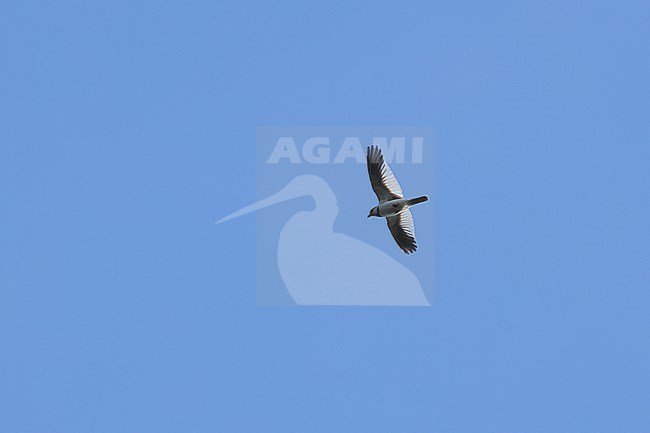 An adult male Mongolian Lark (Melanocorypha mongolica) doing song flight stock-image by Agami/Mathias Putze,