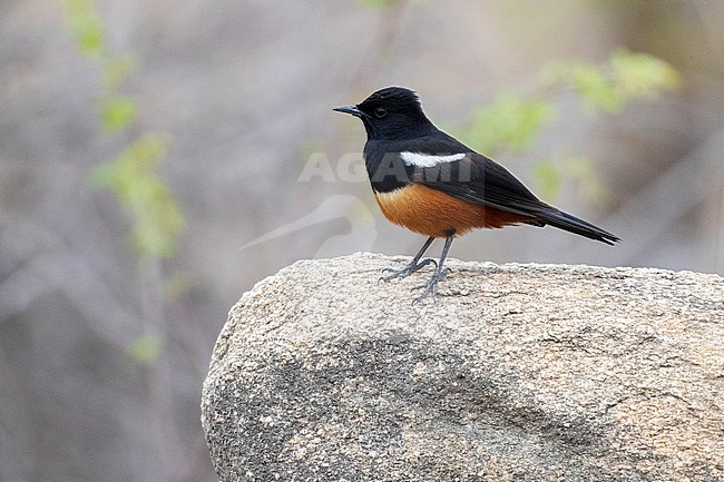 Mocking Cliff Chat (Thamnolaea cinnamomeiventris), side view of an adult male standing on a rock, Mpumalanga, South Africa stock-image by Agami/Saverio Gatto,
