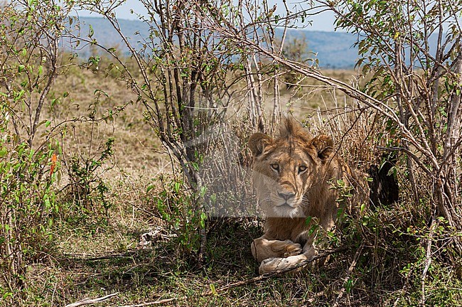 A male lion, Panthera leo, resting in the bush. Masai Mara National Reserve, Kenya. stock-image by Agami/Sergio Pitamitz,
