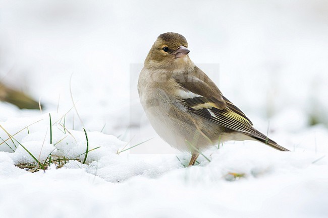Common Chaffinch (Fringilla coelebs) perched in the snow stock-image by Agami/Hans Germeraad,