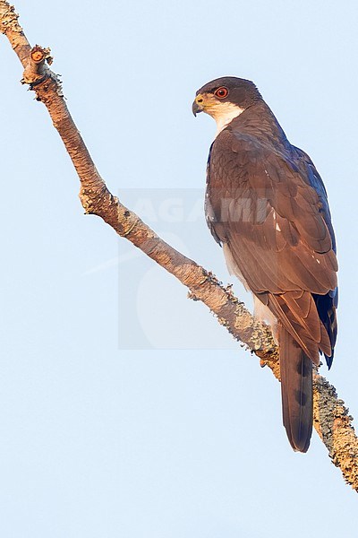 Black sparrowhawk (Accipiter melanoleucus) perched in a tree in Tanzania. stock-image by Agami/Dubi Shapiro,