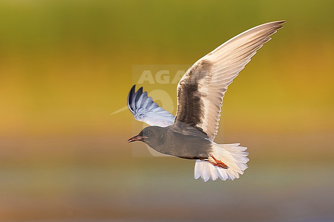 White-winged Tern (Chlidonias leucopterus) in flight. stock-image by Agami/Daniele Occhiato,