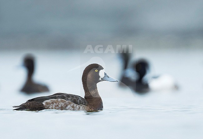 Greater Scaup - Bergente - Aythya marila ssp. marila, Austria, adult female stock-image by Agami/Ralph Martin,