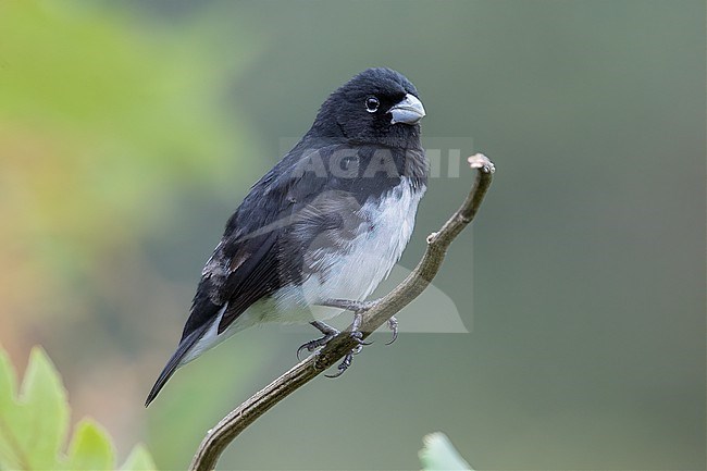 A male Black-and-white Seedeater (Sporophila luctuosa) at Recinto del Pensamiento, Manizales, Colombia. stock-image by Agami/Tom Friedel,