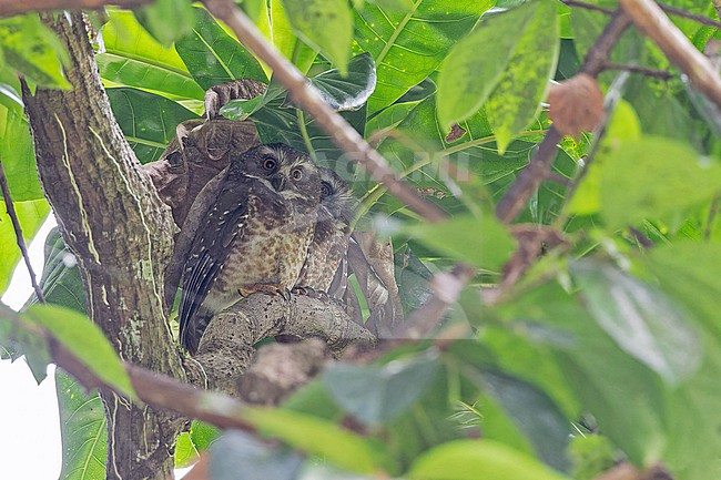 Guadalcanal Owl, Athene granti, on Guadalcanal island in the Solomon Islands. stock-image by Agami/Pete Morris,