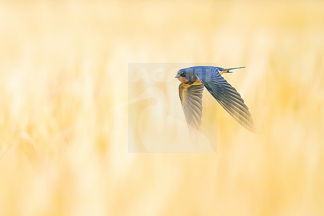 Barn swallow (Hirundo rustica) in France. Catching inscets in a wheat field. stock-image by Agami/Sylvain Reyt,