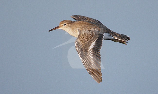 Juveniele Amerikaanse Oeverloper in vlucht, Juvenile Spotted Sandpiper in flight stock-image by Agami/Mike Danzenbaker,