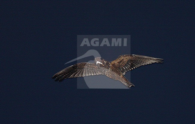 Short-tailed Nighthawk (Lurocalis semitorquatus) in flight in Central America. stock-image by Agami/Andy & Gill Swash ,
