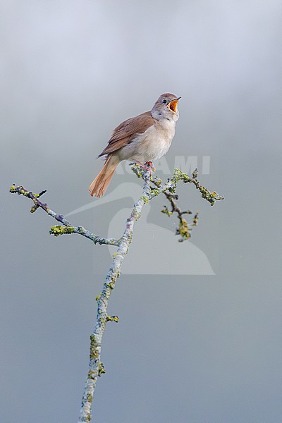  stock-image by Agami/Menno van Duijn,