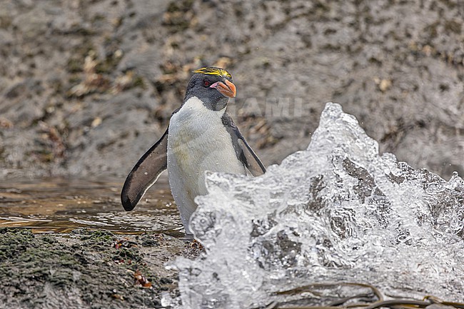 Macaroni Penguin (Eudyptes chrysolophus) on South Georgia. stock-image by Agami/Pete Morris,