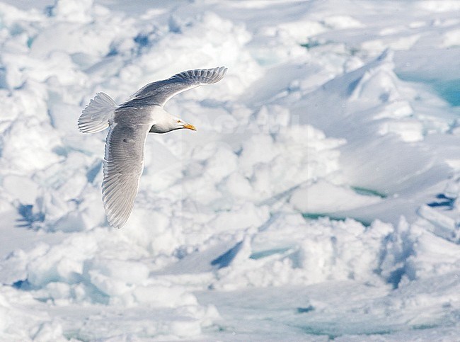 Adult Glaucous Gull (Larus hyperboreus) flying above drift ice north of Svalbard, arctic Norway. stock-image by Agami/Marc Guyt,